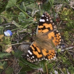 Vanessa kershawi (Australian Painted Lady) at Melba, ACT - 3 Sep 2024 by kasiaaus