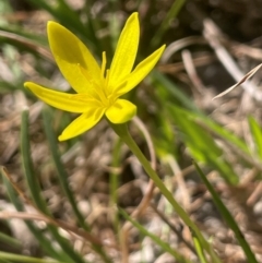 Hypoxis hygrometrica var. hygrometrica (Golden Weather-grass) at Blakney Creek, NSW - 4 Sep 2024 by JaneR