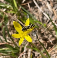 Simosyrphus grandicornis (Common hover fly) at Blakney Creek, NSW - 4 Sep 2024 by JaneR