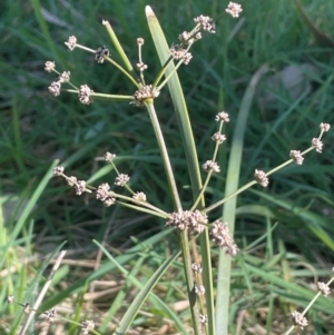 Lomandra multiflora at Blakney Creek, NSW - 4 Sep 2024 11:27 AM