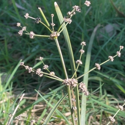 Lomandra multiflora (Many-flowered Matrush) at Blakney Creek, NSW - 4 Sep 2024 by JaneR