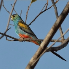 Psephotellus chrysopterygius (Golden-shouldered Parrot) by MichaelBedingfield