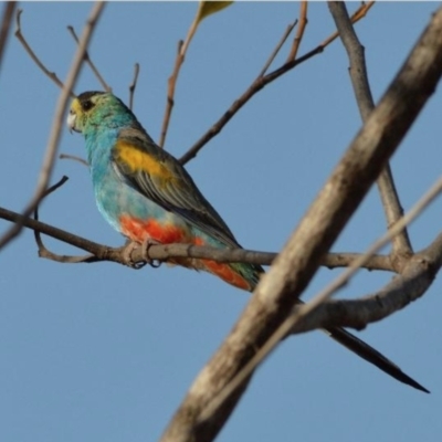 Psephotellus chrysopterygius (Golden-shouldered Parrot) by MichaelBedingfield