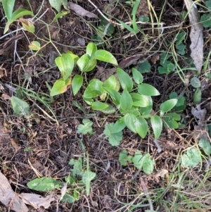 Asparagus asparagoides at Watson, ACT - 4 Sep 2024