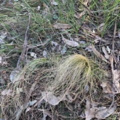 Nassella trichotoma (Serrated Tussock) at Watson, ACT - 4 Sep 2024 by waltraud