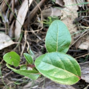 Viburnum tinus at Watson, ACT - 4 Sep 2024