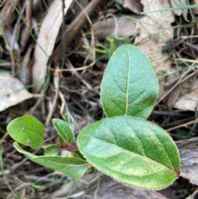 Viburnum tinus (Laurustinus) at Watson, ACT - 4 Sep 2024 by waltraud