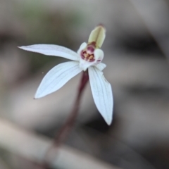 Caladenia fuscata (Dusky Fingers) at Cook, ACT - 4 Sep 2024 by Miranda