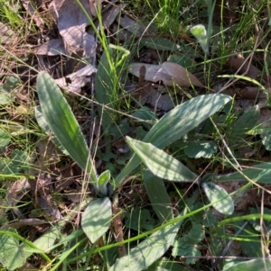 Plantago varia at Watson, ACT - 4 Sep 2024