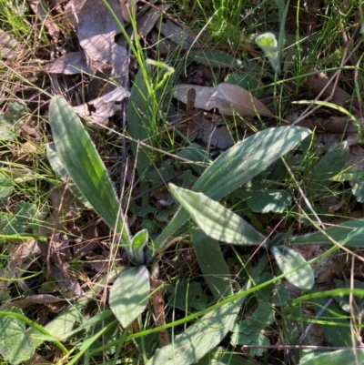 Plantago varia (Native Plaintain) at Watson, ACT - 4 Sep 2024 by waltraud