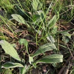 Plantago varia at Watson, ACT - 4 Sep 2024 04:33 PM