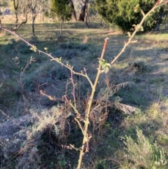 Rosa sp. (A Wild Rose) at Watson, ACT - 4 Sep 2024 by waltraud