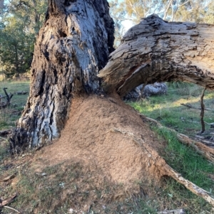 Nasutitermes sp. (genus) at Watson, ACT - suppressed