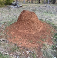 Nasutitermes exitiosus (Snouted termite, Gluegun termite) at Watson, ACT - 4 Sep 2024 by waltraud