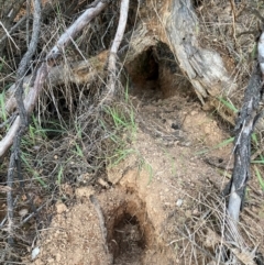 Oryctolagus cuniculus (European Rabbit) at Watson, ACT - 4 Sep 2024 by waltraud