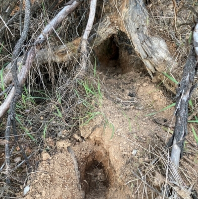 Oryctolagus cuniculus (European Rabbit) at Watson, ACT - 4 Sep 2024 by waltraud