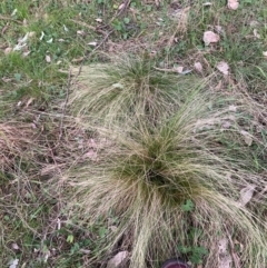 Nassella trichotoma (Serrated Tussock) at Watson, ACT - 4 Sep 2024 by waltraud