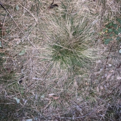 Nassella trichotoma (Serrated Tussock) at Watson, ACT - 4 Sep 2024 by waltraud