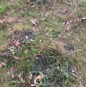 Cirsium vulgare at Watson, ACT - 4 Sep 2024 05:51 PM