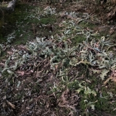 Onopordum acanthium (Scotch Thistle) at Watson, ACT - 4 Sep 2024 by waltraud