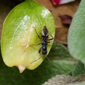 Daerlac cephalotes at Downer, ACT - 4 Sep 2024 11:53 AM