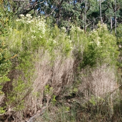 Melaleuca ericifolia (Swamp Paperbark) at Lake Conjola, NSW - 4 Sep 2024 by plants