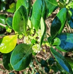 Coprosma repens (Mirror Bush) at Sussex Inlet, NSW - 4 Sep 2024 by plants