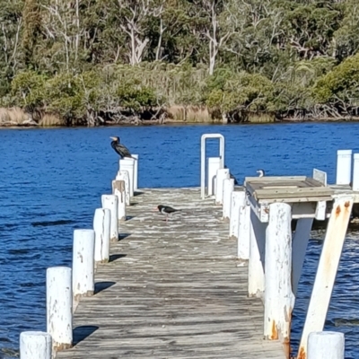 Haematopus longirostris (Australian Pied Oystercatcher) at Sussex Inlet, NSW - 4 Sep 2024 by plants