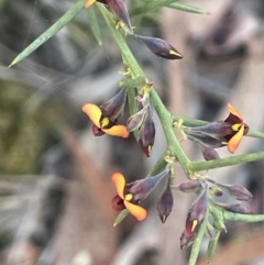 Daviesia genistifolia (Broom Bitter Pea) at Broadway, NSW - 4 Sep 2024 by JaneR