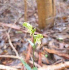 Pterostylis sp. at Mountain River, TAS - 31 Aug 2024 by Detritivore