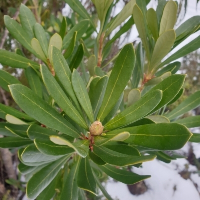 Telopea truncata (Tasmanian Waratah) at Southwest, TAS - 3 Sep 2024 by Detritivore