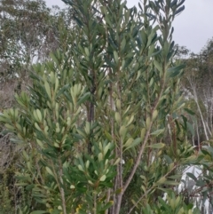 Telopea truncata at Southwest, TAS - 3 Sep 2024 12:26 PM