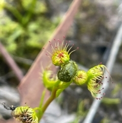 Drosera gunniana (Pale Sundew) at Broadway, NSW - 4 Sep 2024 by JaneR