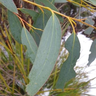 Eucalyptus pauciflora (A Snow Gum) at Southwest, TAS - 3 Sep 2024 by Detritivore