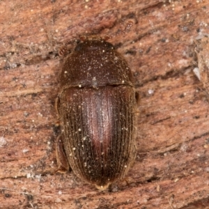 Nitidulidae sp. (family) at Melba, ACT - 3 Sep 2024 12:45 PM