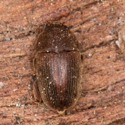 Nitidulidae sp. (family) (Sap beetle) at Melba, ACT - 3 Sep 2024 by kasiaaus