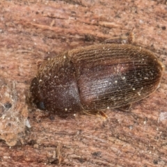 Nitidulidae sp. (family) at Melba, ACT - 3 Sep 2024 12:45 PM