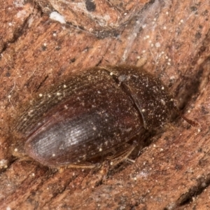 Nitidulidae sp. (family) at Melba, ACT - 3 Sep 2024 12:45 PM