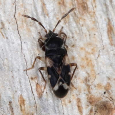 Scolopostethus forticornis (a dirt coloured seed bug) at Melba, ACT - 3 Sep 2024 by kasiaaus