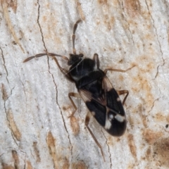 Scolopostethus forticornis at Melba, ACT - 3 Sep 2024 12:50 PM