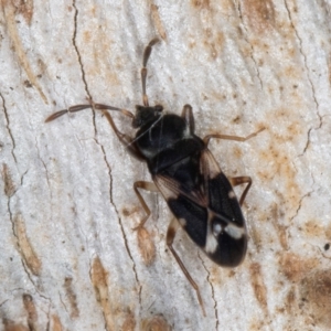 Scolopostethus forticornis at Melba, ACT - 3 Sep 2024 12:50 PM