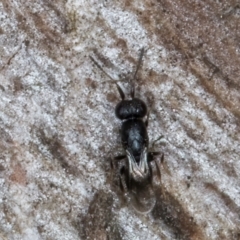 Chalcidoidea (superfamily) (A gall wasp or Chalcid wasp) at Melba, ACT - 3 Sep 2024 by kasiaaus