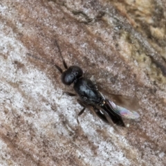 Chalcidoidea (superfamily) at Melba, ACT - 3 Sep 2024 12:48 PM