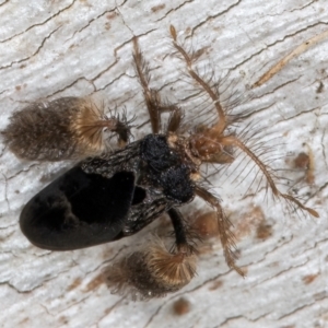 Ptilocnemus sidnicus at Melba, ACT - 3 Sep 2024 12:52 PM