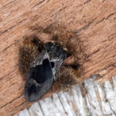 Ptilocnemus sidnicus at Melba, ACT - 3 Sep 2024 12:52 PM