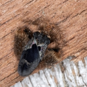 Ptilocnemus sidnicus at Melba, ACT - 3 Sep 2024 12:52 PM