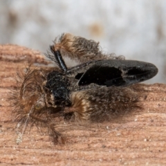 Ptilocnemus sidnicus at Melba, ACT - 3 Sep 2024 12:52 PM