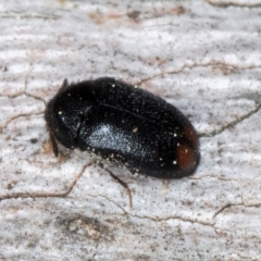 Dermestidae sp. (family) (Dermestid, carpet or hide beetles) at Melba, ACT - 3 Sep 2024 by kasiaaus