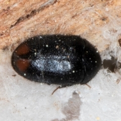 Dermestidae sp. (family) at Melba, ACT - 3 Sep 2024