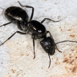 Camponotus aeneopilosus at Melba, ACT - 3 Sep 2024